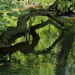 Aqua tree serpent