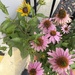 The Opening of the Black Eyed Susan