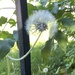 Wild Dandelion
