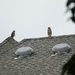 Up on the roof top