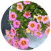 Pink Petunias 