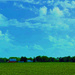 Soy bean field