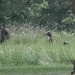 Mama and two cubs