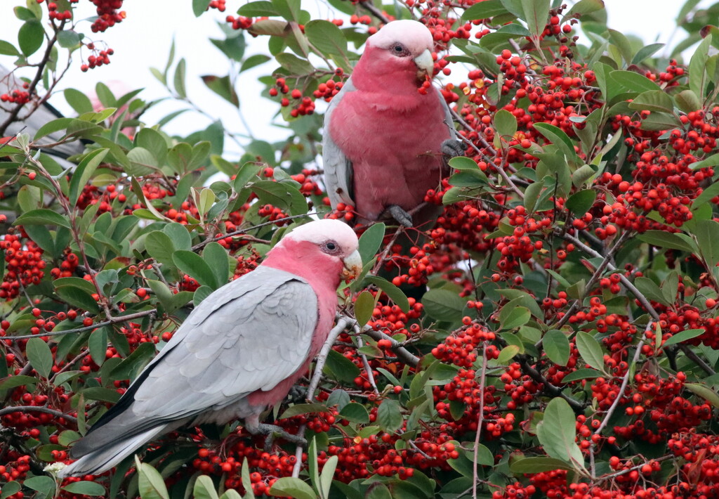 Berry eating time.  by gilbertwood