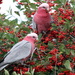 Berry eating time. 