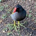 Moorhen 
