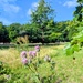 Thistle in the park 