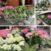 At the Garden Centre 