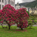 Prettiest rhododendron in Bergen?