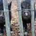     Curious Visitors