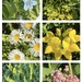 Wildflowers 