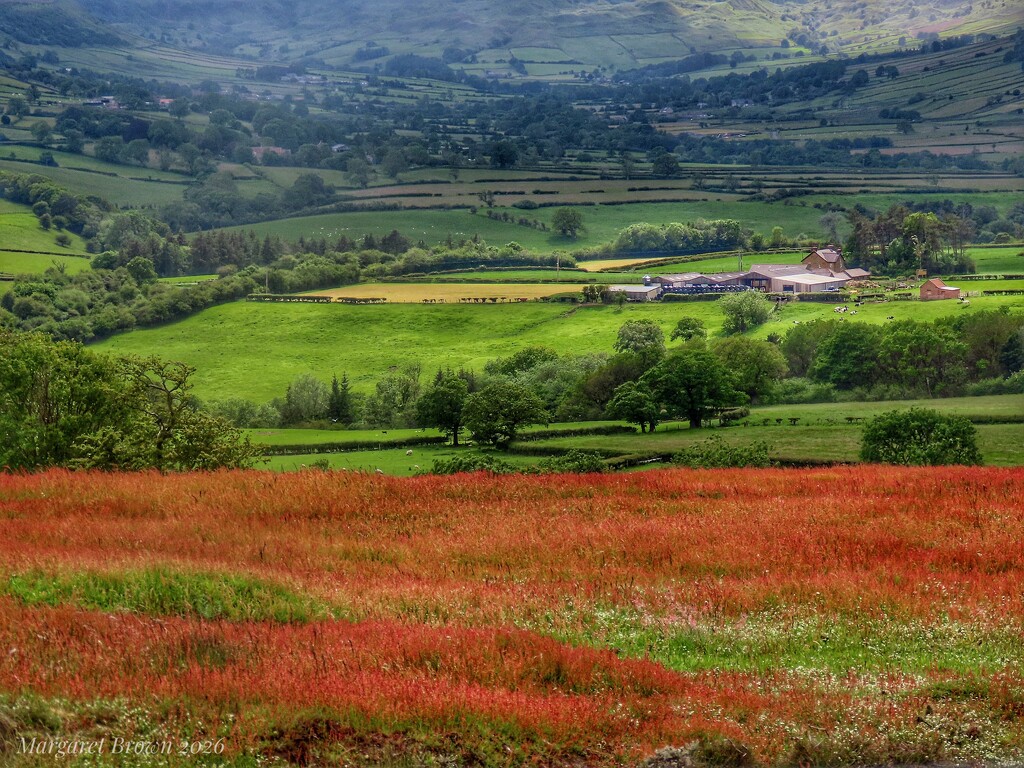 Sheep’s Sorrel 2 by craftymeg