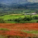 Sheep’s Sorrel 2