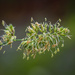 Flower head of cock's-foot