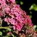 Cascading Pinks 