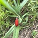 Black-headed Cardinal Beetle (Pyrochroa coccinea)