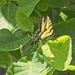 Tiger Swallowtail