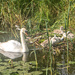 Jun 10 - Cygnets II