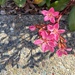 Indian Hawthorne