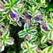 Variegated leaves.