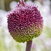 Allium