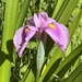 I blinked and this beautiful iris appeared............