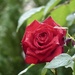 Ruby Wedding