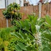 Chasing a cabbage white around the garden 