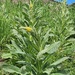Common Mullein (Verbascum thapsus)