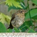 Baby Robin