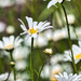 Ox Eye Daisy