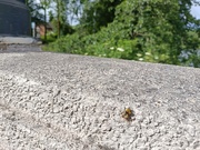 5th Jun 2026 - 1000023844