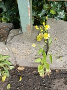 7th Jun 2026 - 1000023854