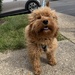 See Frankie Grow!