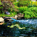 Feeding the Pond