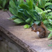 Chipmunk or Squirrel