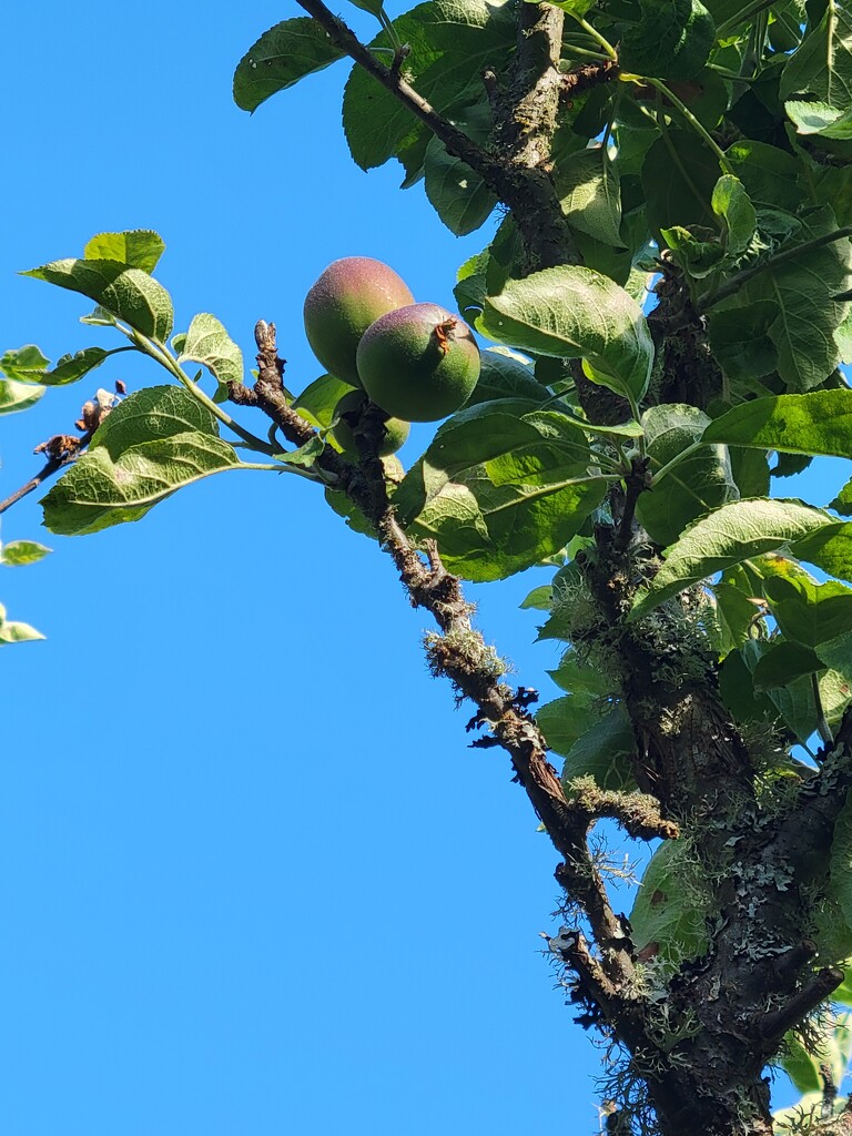 Apples by kimmer50