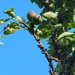 Apples
