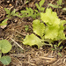 some veges planted