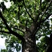 Oak Canopy
