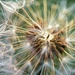 Dandy seedhead~~~~~