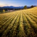 Mower art :-)