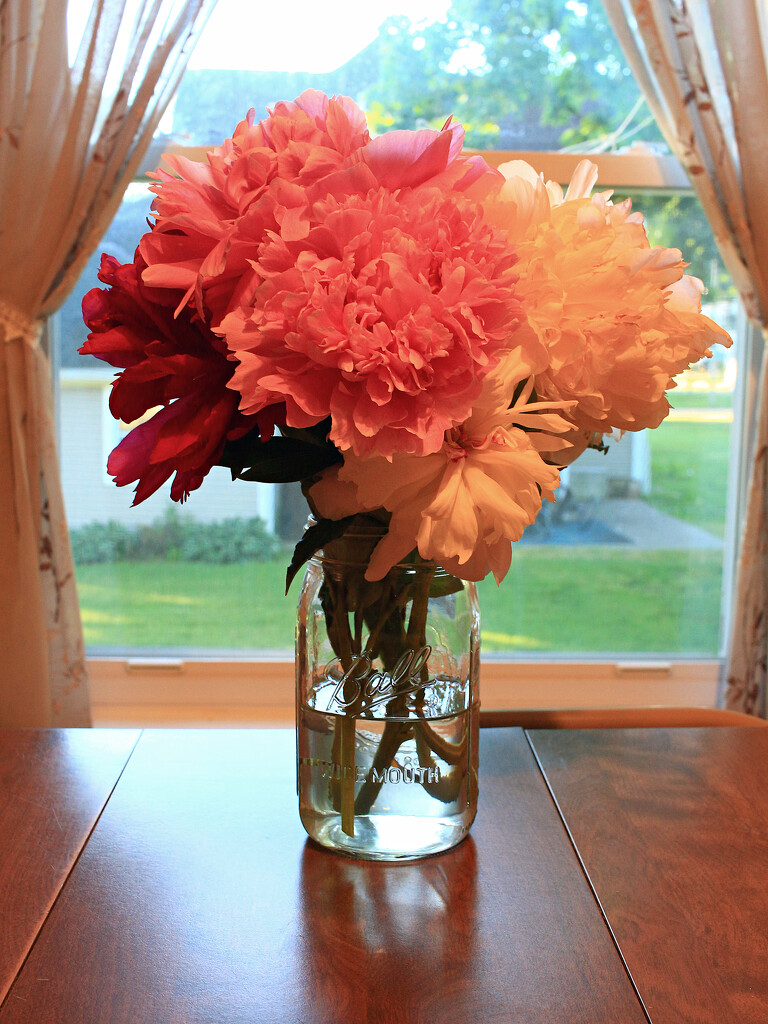 Peonies! by juliedduncan