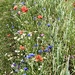 Wild Flower Patch