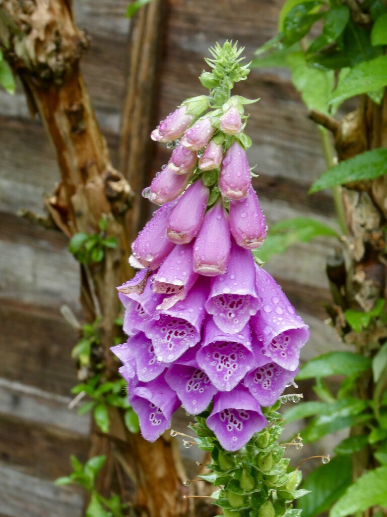 Raindrops work wonders by orchid99