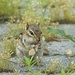 Chipmunk Munching