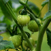 YAY 2026 Garden Tomatoes!