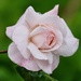Blooming