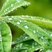 Raindrops