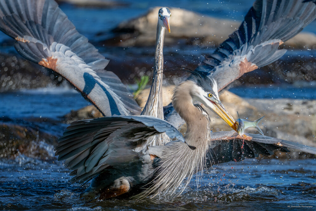 Great Blue Herons fight over a fish by photographycrazy